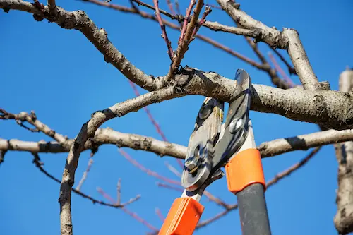 testimonial for welch tree services